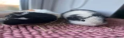Guinea Pig rodents for sale: 2 BOARS SOLD SEPARATELY (ready to go in a month)  - Advert 1