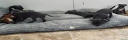 Italian Greyhound dogs for sale: BEAUTIFUL ITALIAN GREYHOUND PUPPIES  - Advert 4