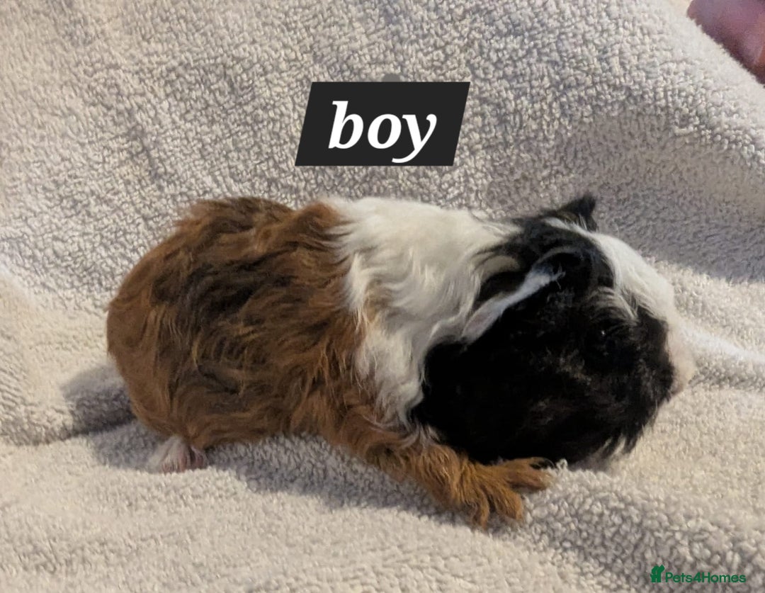 Guinea Pig rodents for sale: Baby sheltie and texel guineapigs  - Advert 9