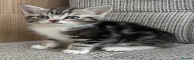 British Shorthair Kitten 2