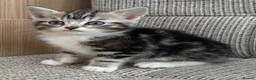 British Shorthair cats for sale: British Shorthair kittens. - Advert 29