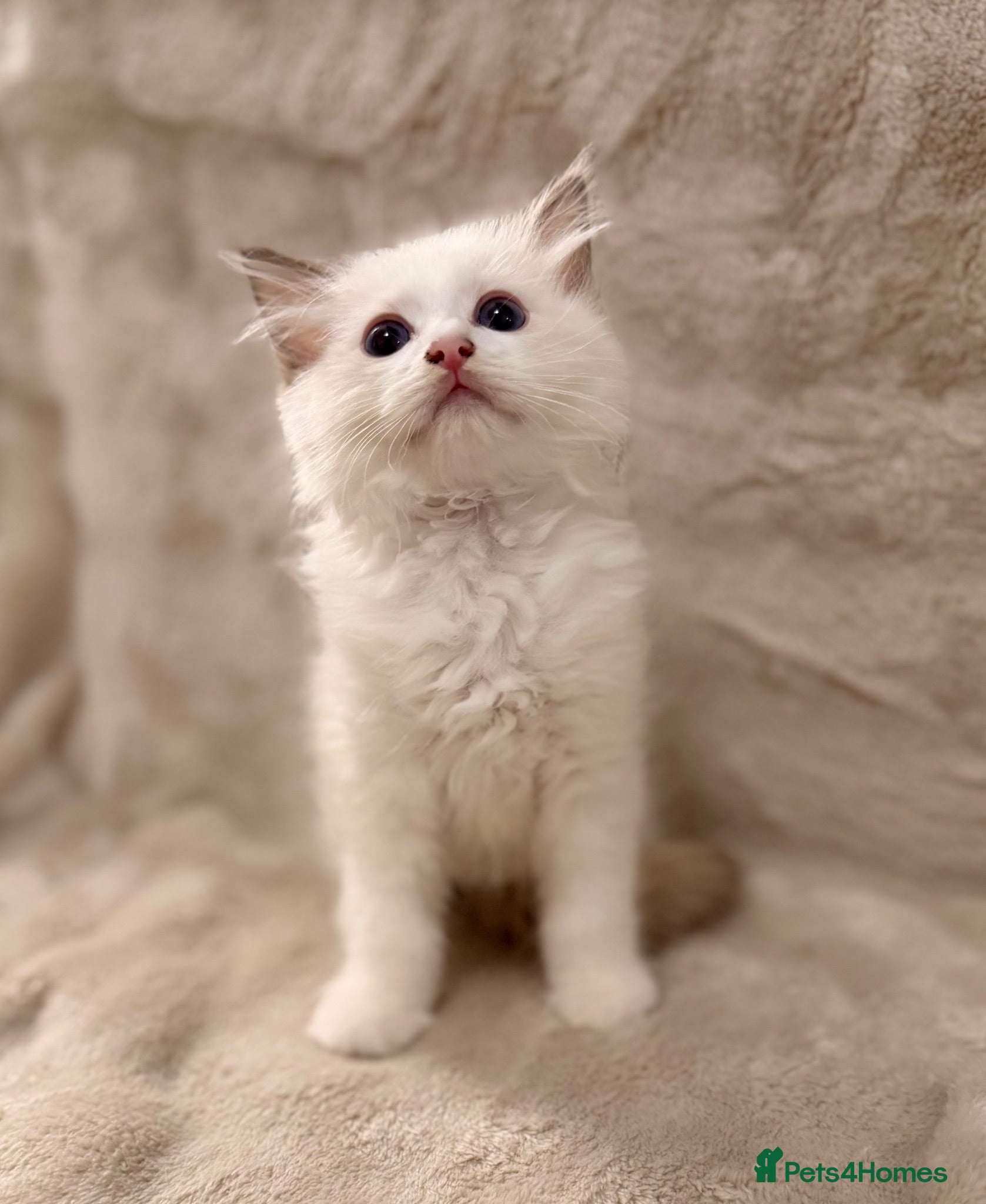 Ragdoll cats STUNNING BICOLOUR RAGDOLL KITTEN 🩵 - Advert 1