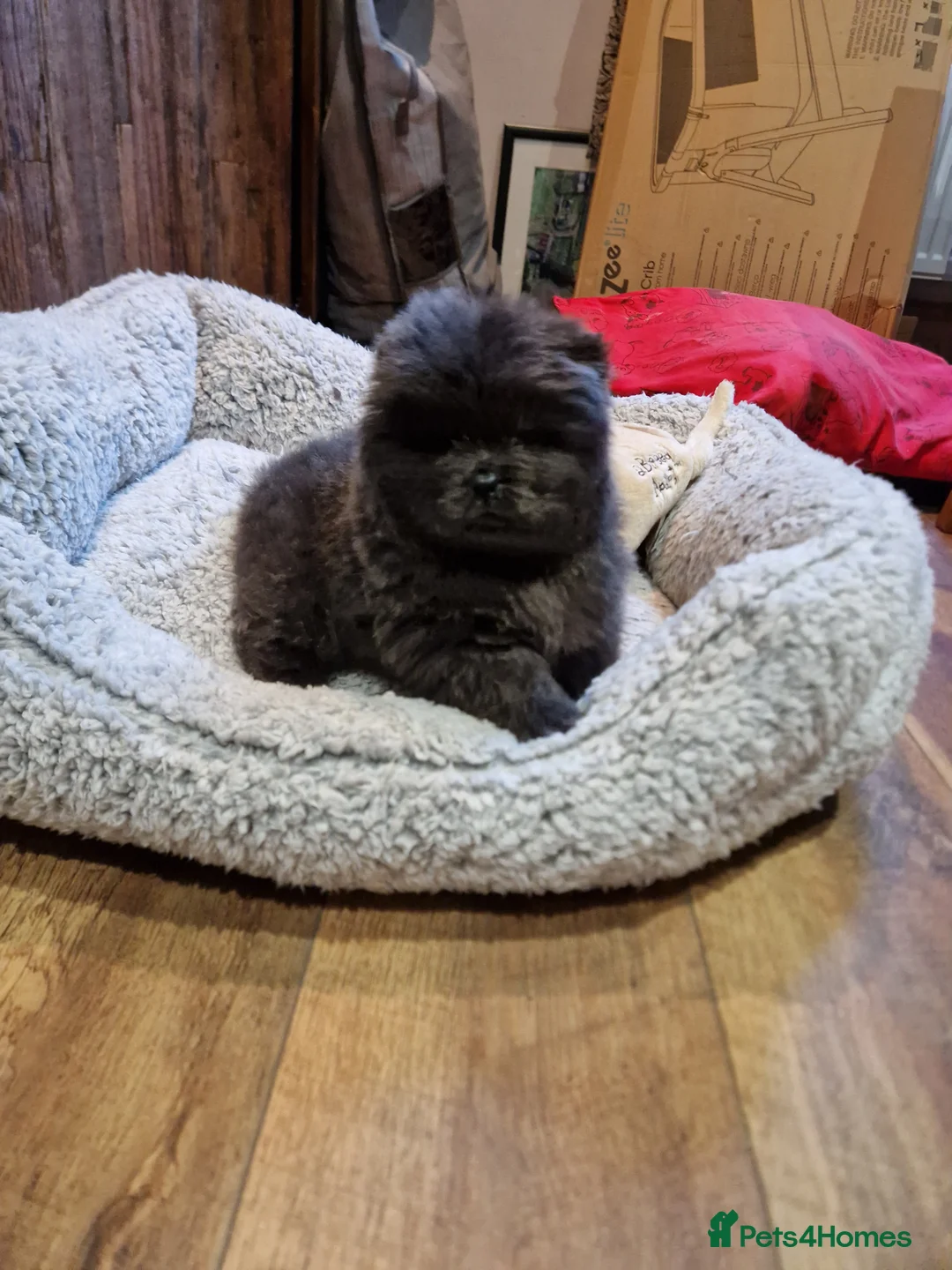 Chow Chow dogs for sale: Micro chow. Kc reg - Advert 4