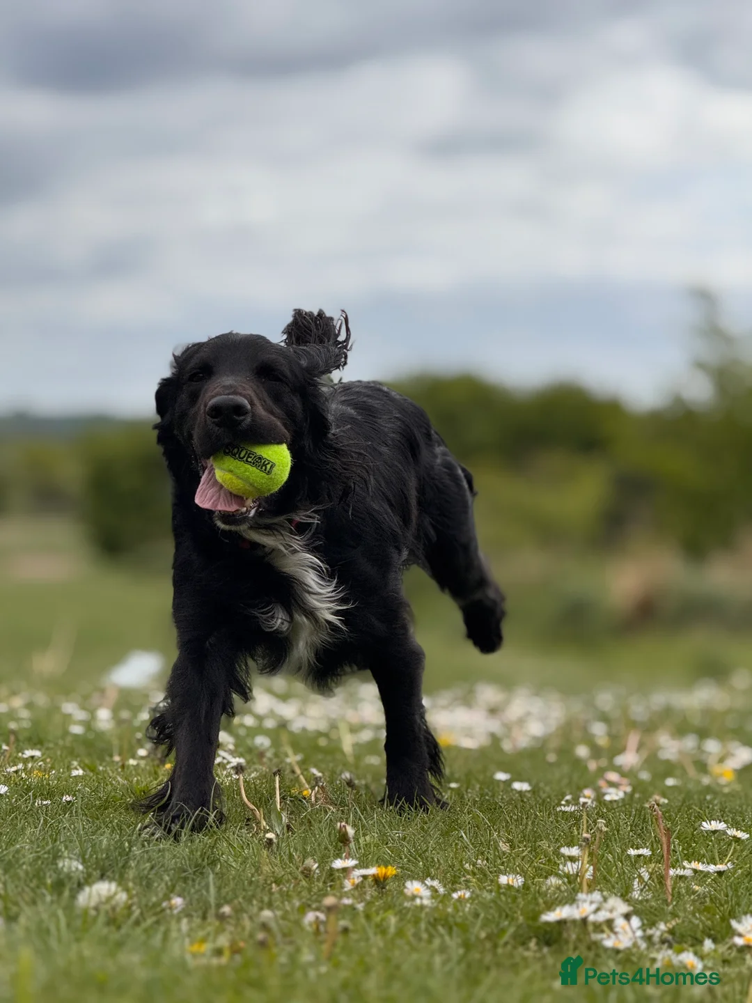 Cocker Spaniel dogs for stud: Kc  working cocker available for stud duties - Advert 8