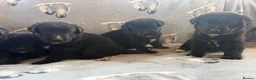 Mixed Breed dogs for sale: Gorgeous chunky Labernese puppies in Louth - Advert 5
