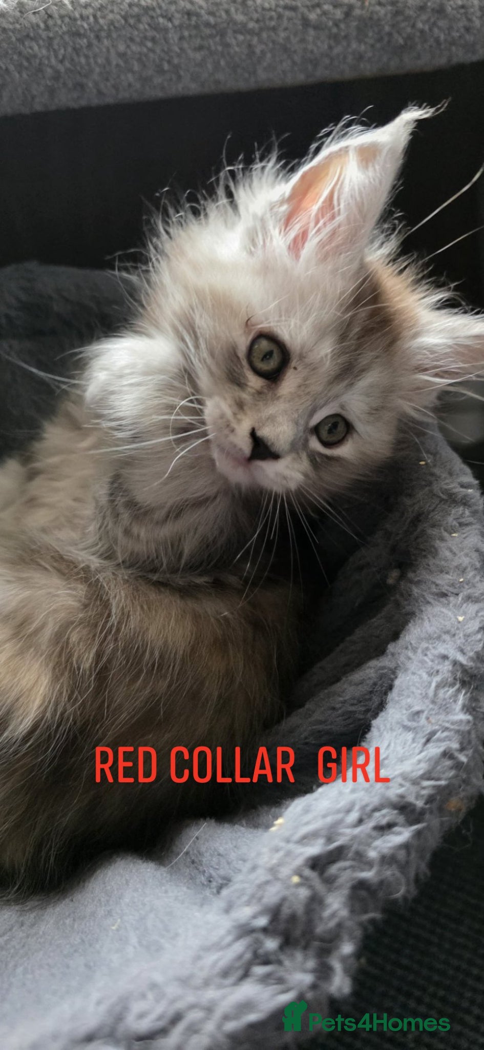 Maine Coon cats 1last Tica Registered girl left for Sale - Advert 1