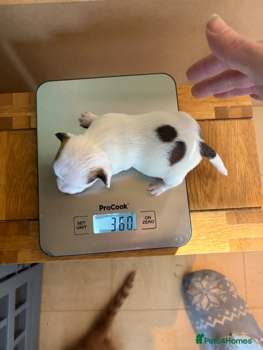 Jack Russell dogs for sale: Two jack russell puppies for sale  in Cirencester - Advert 8