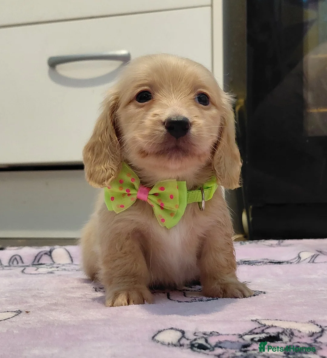 Miniature Dachshund dogs for sale: KC Reg. Longhaired Full Cream Mini Dachshunds 💛🐾 - Advert 38