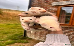 Ferret rodents for sale: Ferret Kits - Image 4