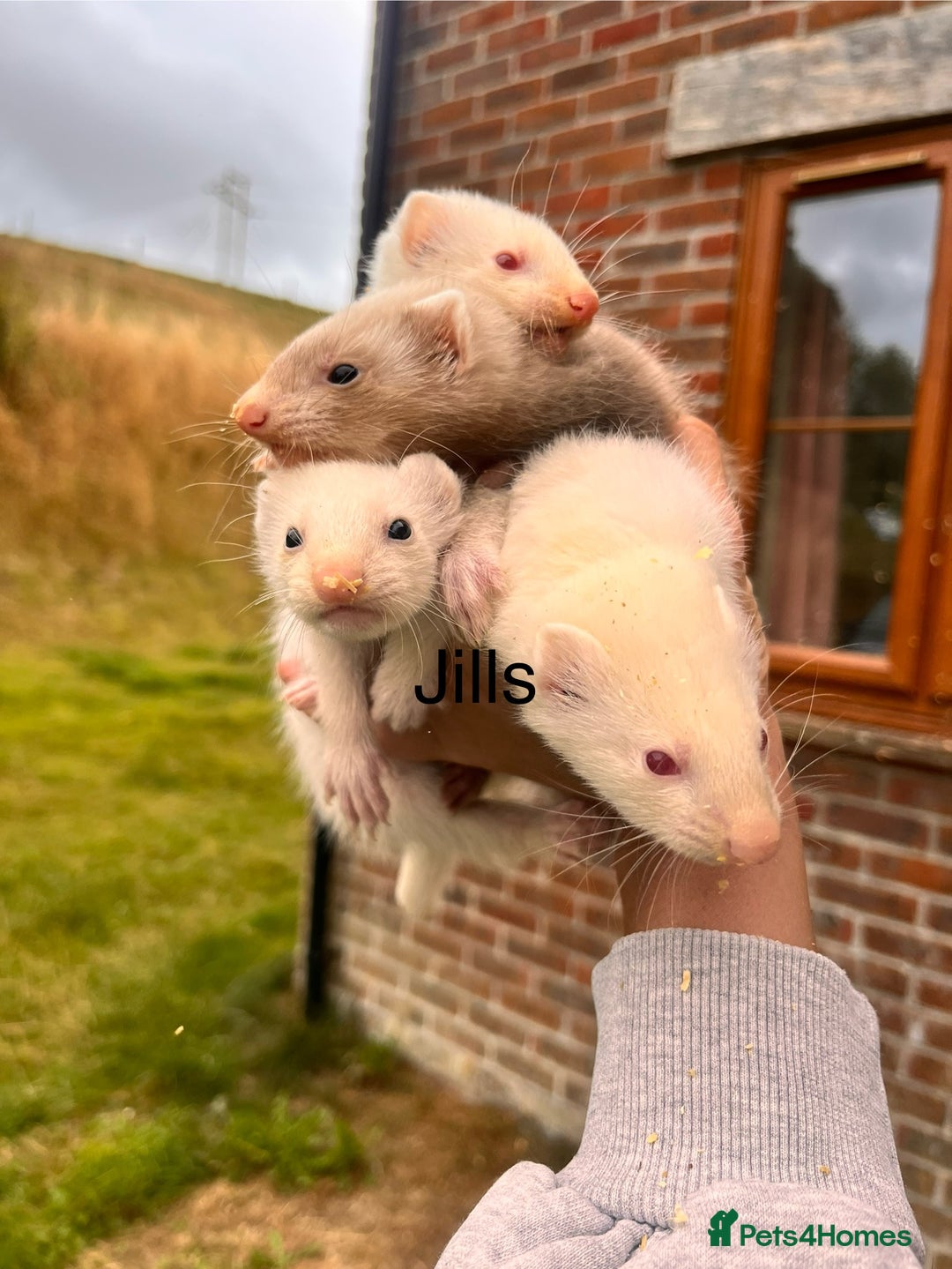 Ferret rodents for sale: Ferret Kits - Image 4
