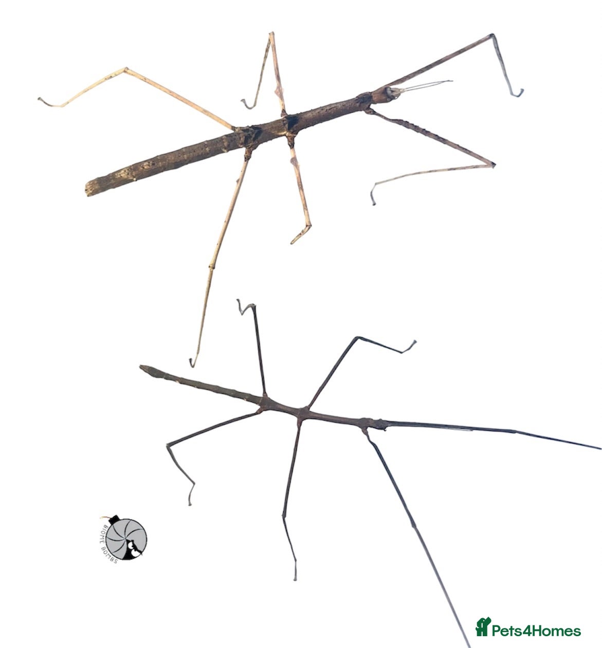 Stick Insects invertebrates X5 ZOMPRO STICK INSECTS happy to ship :) - Advert 19
