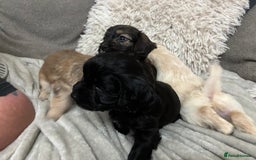 Mixed Breed dogs for sale: Adorable Cockerchons Fluffy, Low-Shed Wonders! - Image 9