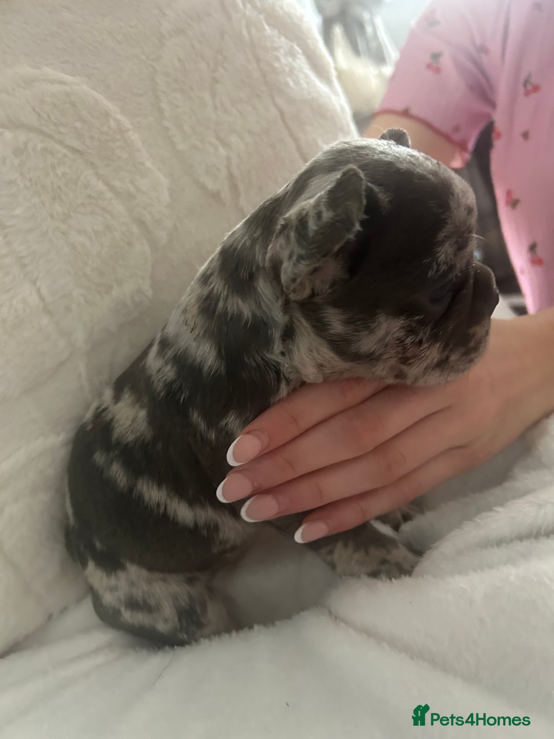 French Bulldog dogs for sale: Beautiful French bulldogs seek homes - Image 20