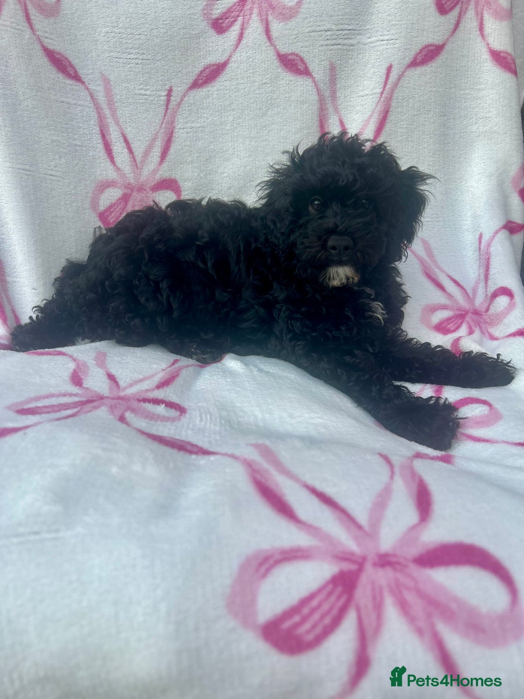 Maltipoo dogs for sale: Stunning F1b Toy Maltipoo puppies  in Bristol - Image 3
