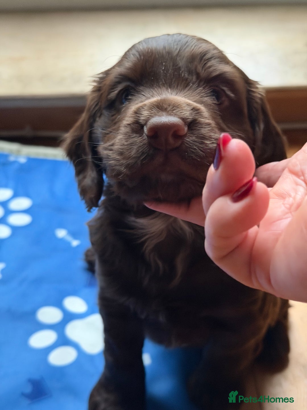 Cocker Spaniel dogs for sale: Working cocker spaniels - Advert 8