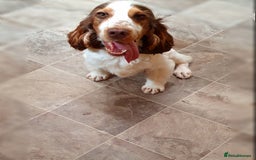 Cocker Spaniel dogs for stud: Chocolate Roan stud - Image 3