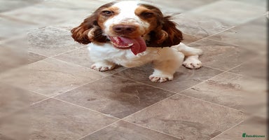 Cocker Spaniel dogs - Advert 6