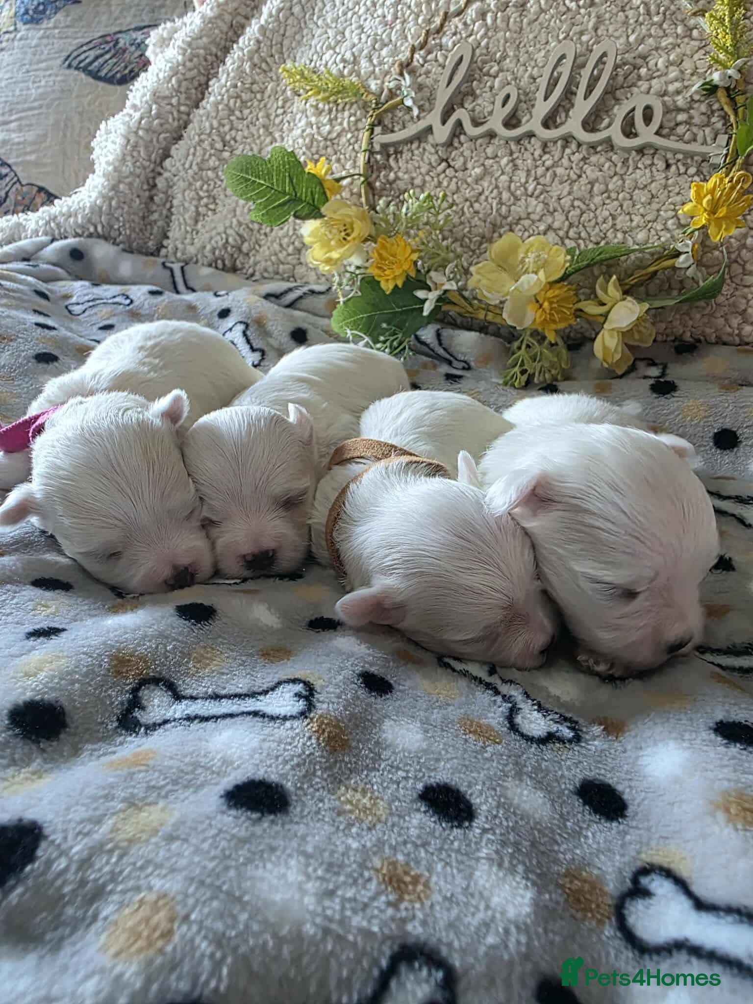 Maltese dogs Show quality Maltese  - Advert 13