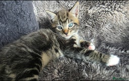Mixed Breed cats for sale: Three lovely kittens are looking for forever home - Image 17