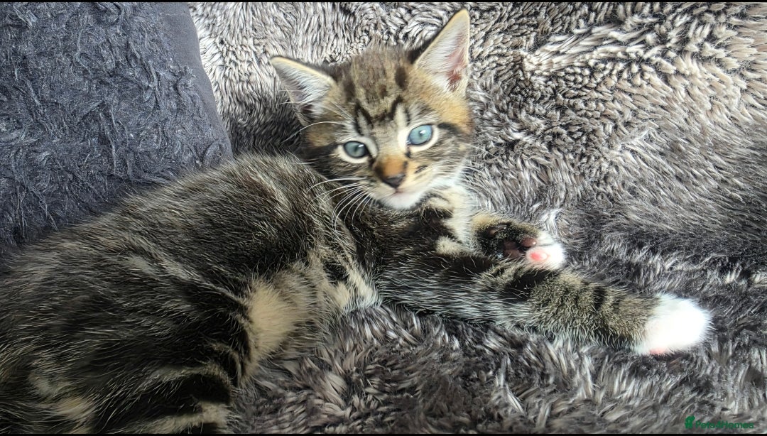 Mixed Breed cats for sale: Three lovely kittens are looking for forever home - Image 17