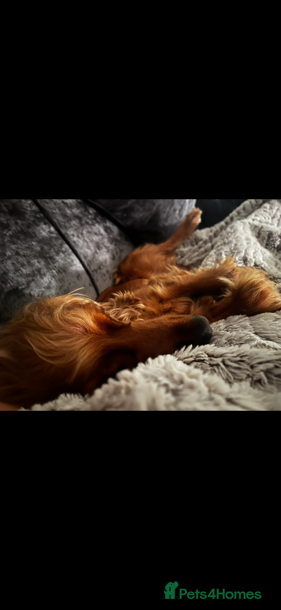 Cocker Spaniel dogs Golden cocker spaniel  - Advert 1