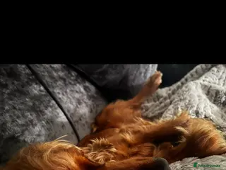 Cocker Spaniel dogs Golden cocker spaniel - Advert 1