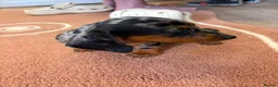 Dachshund dogs for sale: Beautiful puos - Advert 14