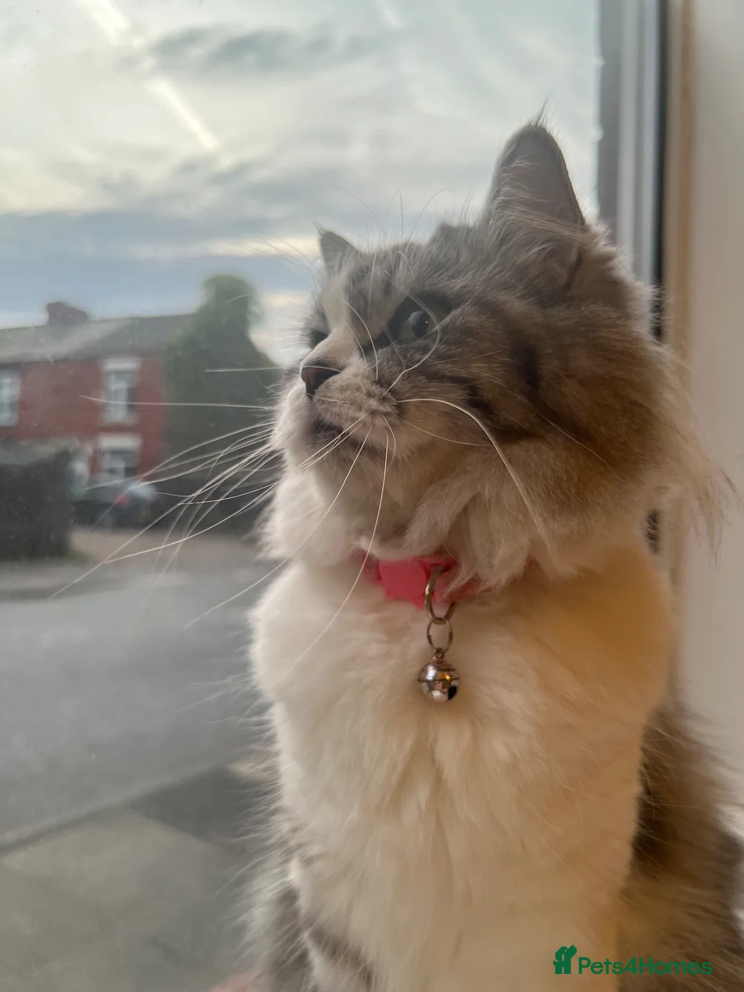 Mixed Breed cats for sale: Adorable 2 Female Kittens 1Year&7Months - Advert 11