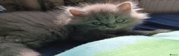 British Shorthair cats for sale: Beautiful Blue kittens  – TICA Reg, PKD Tested - Advert 14