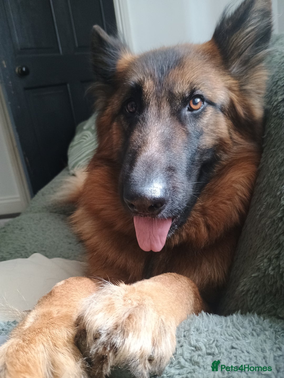 German Shepherd dogs for sale: German shepherd for good home - Image 2