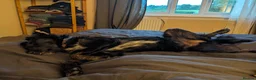 Mixed Breed dogs for adoption: TILLY (All black girl) - Advert 16