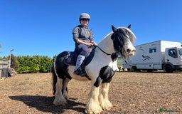 Irish Cob horses for sale: Chunky full up 12.3 cob gelding  in Peterborough - Image 8