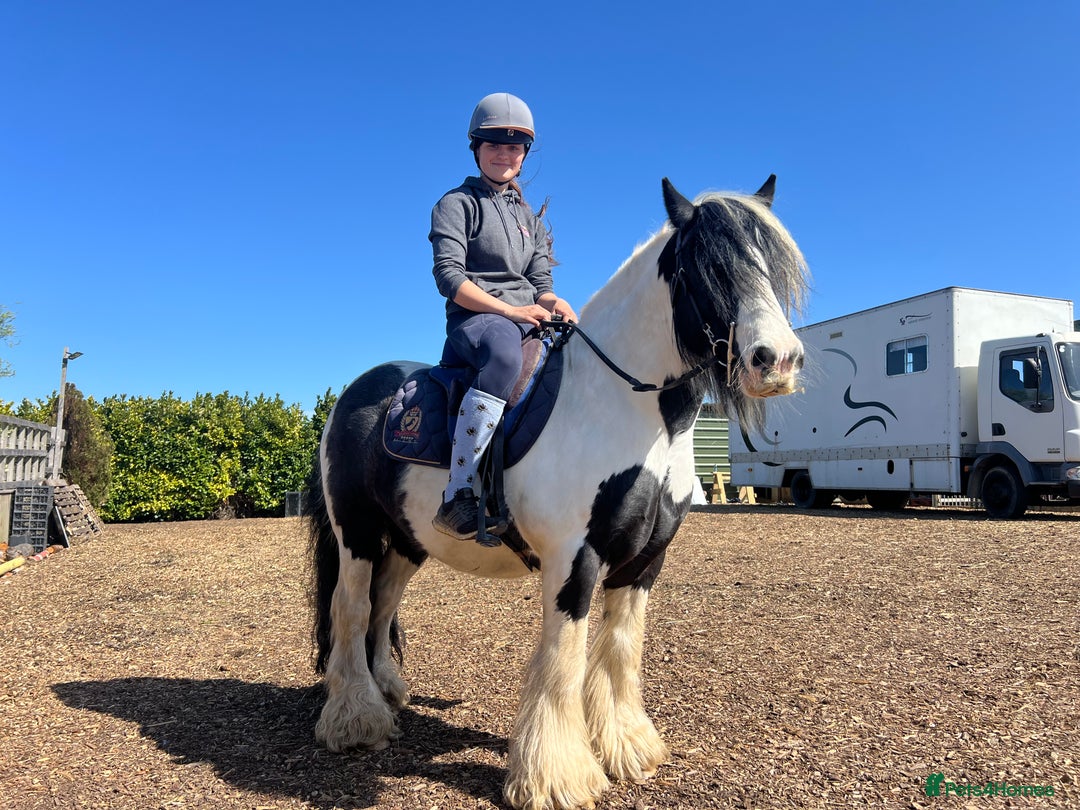Irish Cob horses for sale: Chunky full up 12.3 cob gelding  in Peterborough - Image 8