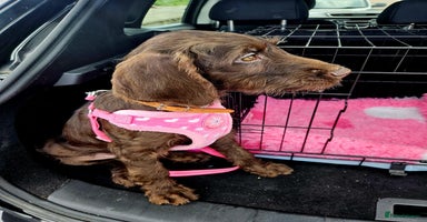 Mixed Breed dogs in Cumnock - Advert 2