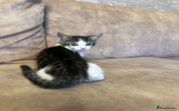Mixed Breed cats for sale: Super cute and well behaved kittens - Image 16