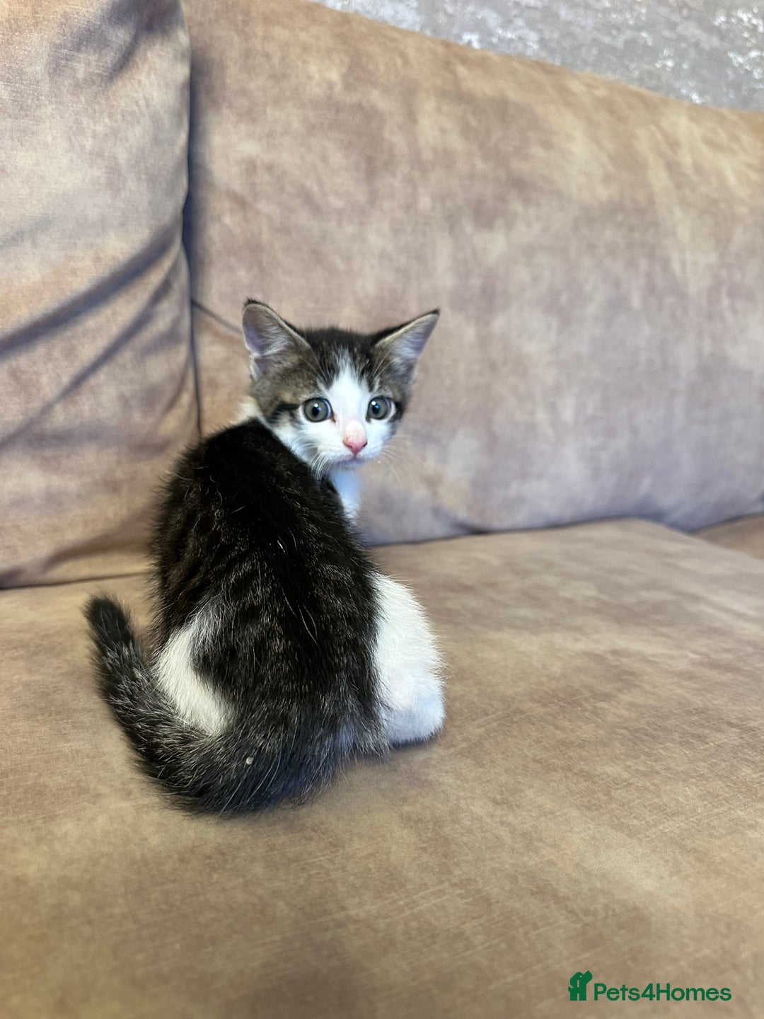Mixed Breed cats for sale: Super cute and well behaved kittens - Image 16