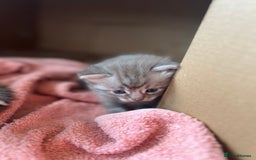Ragdoll cats for sale: Ragcoons - Image 4