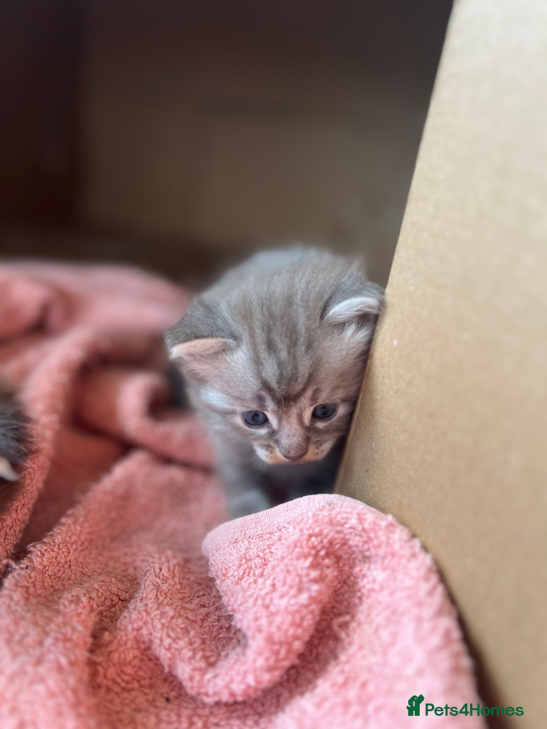 Ragdoll cats for sale: Ragcoons - Image 4