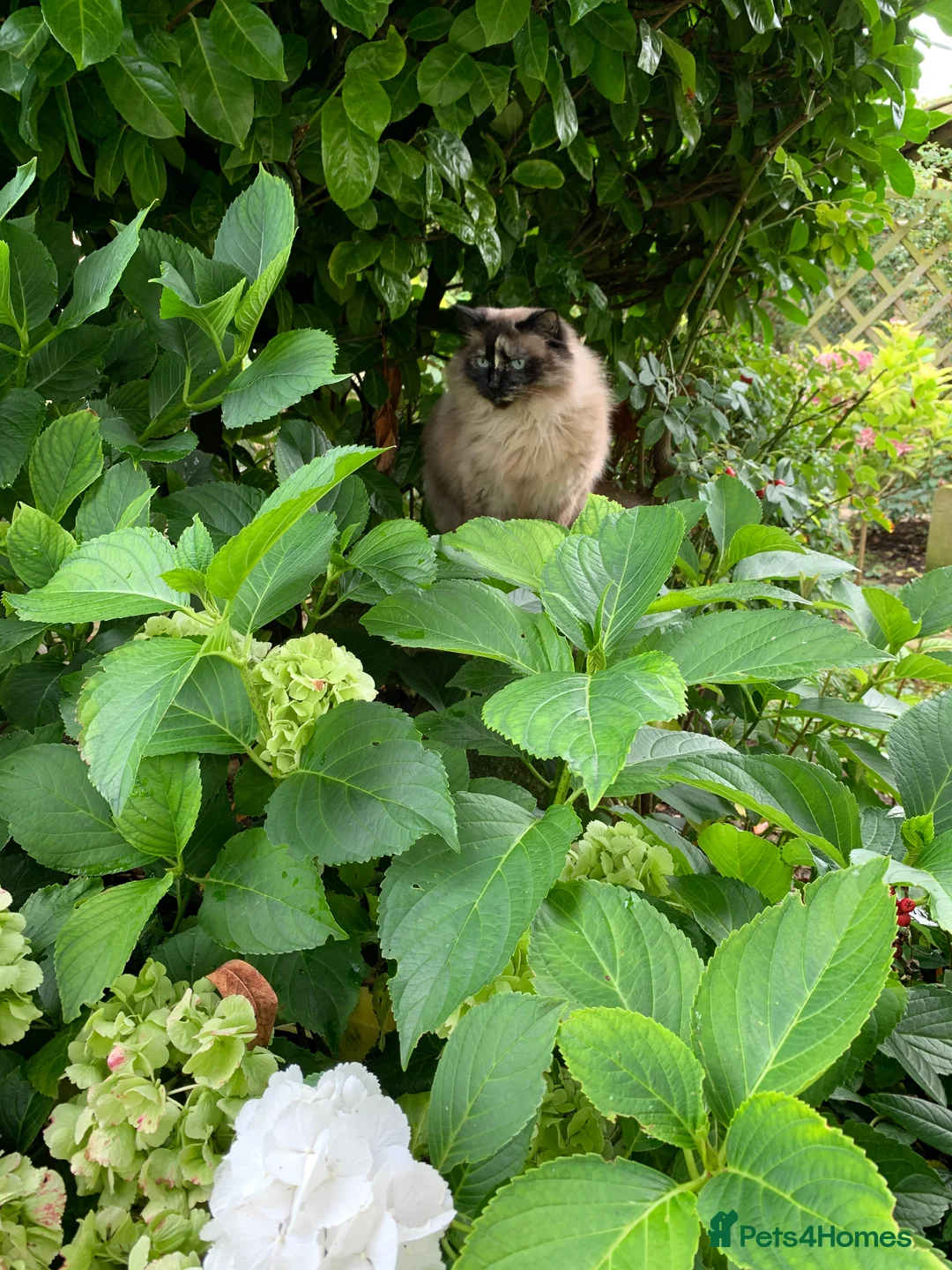 Ragdoll cats for sale: Ragdoll needs a lap.  in Kettering - Advert 10