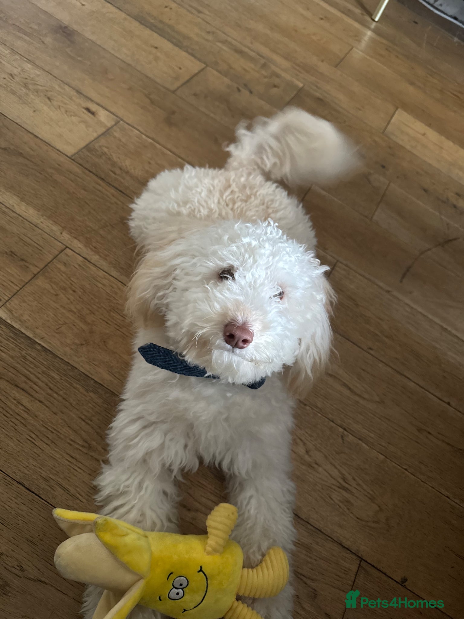 Toy Poodle dogs Dexter  - Advert 1