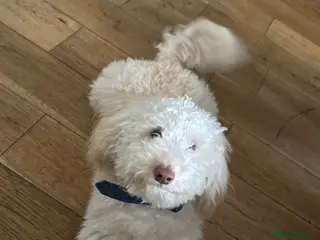 Toy Poodle dogs Dexter - Advert 1