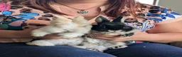Netherland Dwarf rabbits for sale: Two male rabbits, bonded pair in Machynlleth - Advert 5