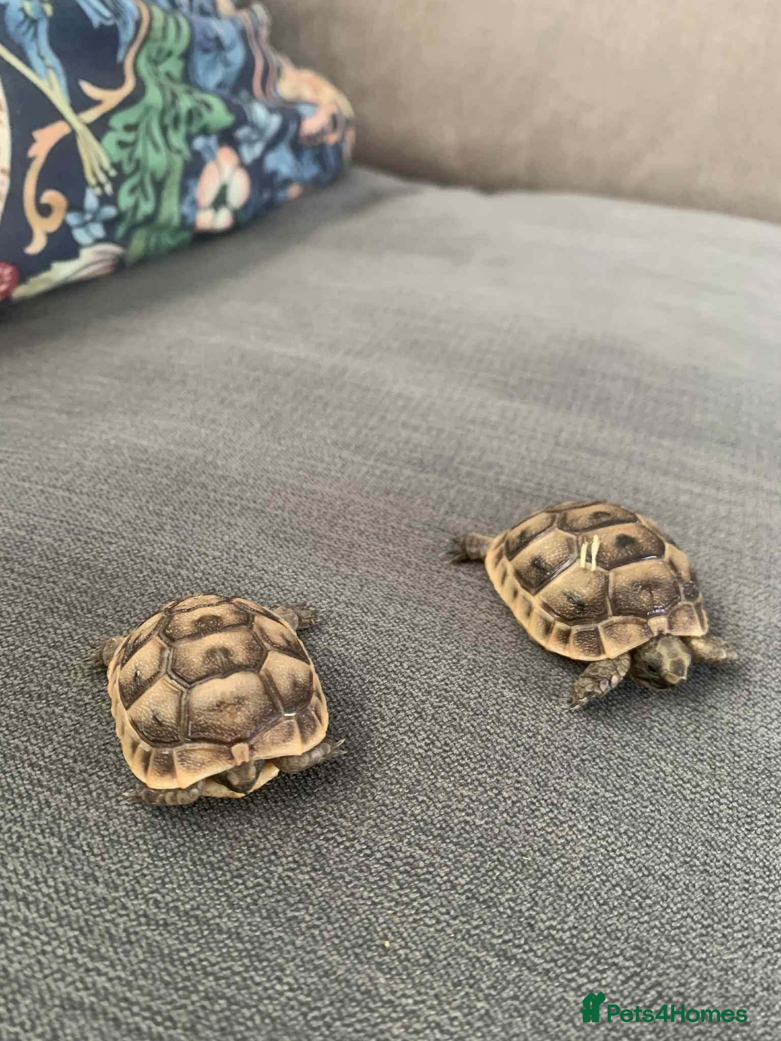 Tortoise reptiles Tortoises for sale  - Advert 4