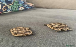Tortoise reptiles for sale: Tortoises for sale  - Image 1