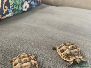 Tortoise reptiles Tortoises for sale - Advert 2
