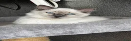 Ragdoll cats for stud: GCCF & TICA Blue point Ragdoll Stud in Dagenham - Advert 6