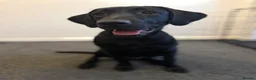 Labrador Retriever dogs for sale: Little Lab  - Advert 2