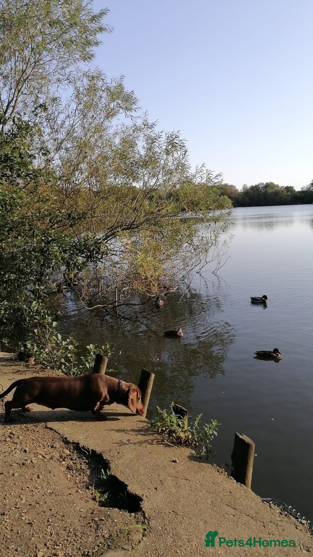 Dachshund dogs for stud: Proven KC chocolate&tan smooth haired dachshund - Advert 9