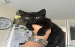 British Longhair cats for sale: Ready to home🤍 3 Black Tabby & 2 Multicoloured - Image 3