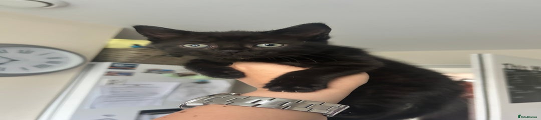 Sunshine - Long Haired Black Tabby 